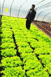 即墨沽河畔建萬畝現(xiàn)代化菜園 蔬菜可直通網(wǎng)店銷售