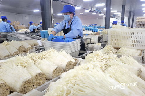 工廠化種植食用菌 高效生產，品四方市場